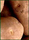 Potatis